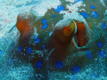   Plenty sting rays along coastal reefs Marsa Shagra  